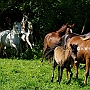 Aegidienberger+Am_Saddlebred Horse1(2)